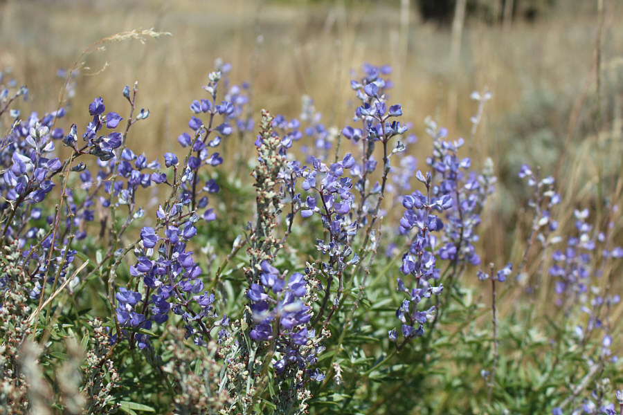 These ones actually look kinda scraggly...