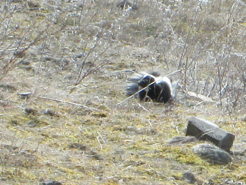 Please excuse the grainy zoomed-in photo, but I wasn't about to get any closer!