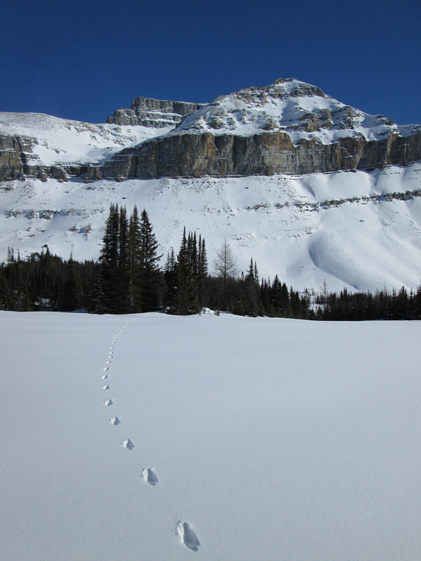 Aga really likes the look of Redoubt Mountain; I think she wants to climb it!