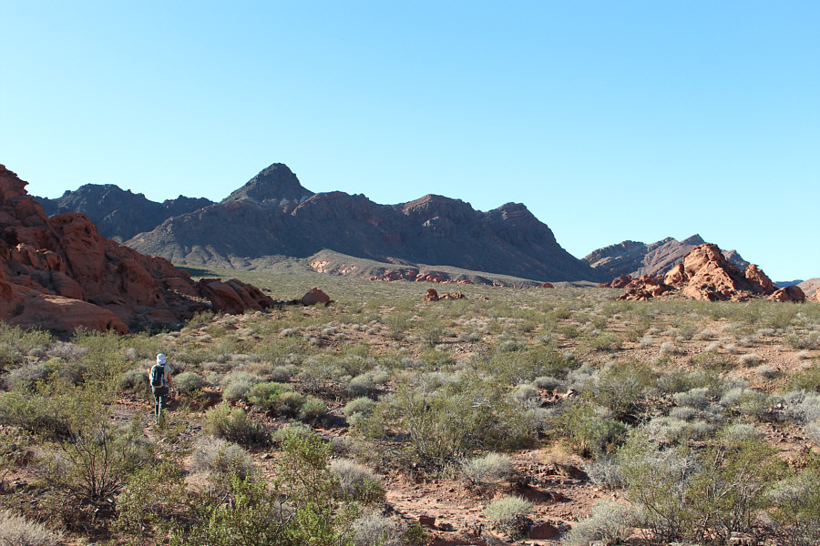 Is it "Horn Toad" or "Horny Toad"?