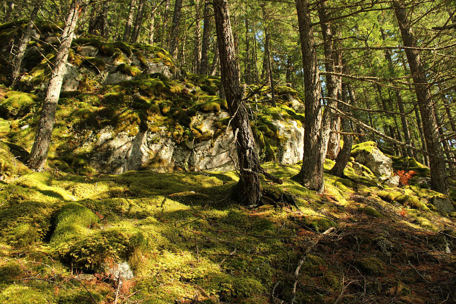 Truly an enchanted forest!