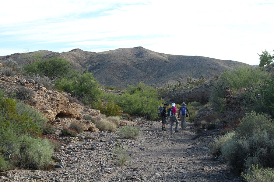 As tame as they look, those bushes are nasty. Very nasty!