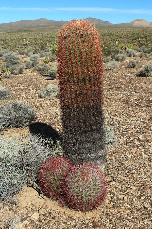 Must be hard to put a condom on this thing...