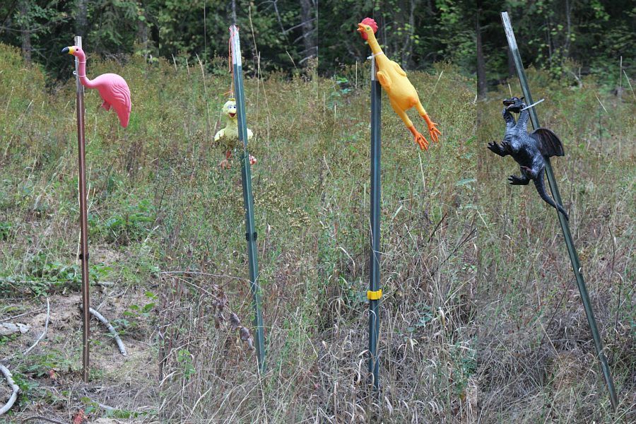 I guess a dragon is sorta bird-like...