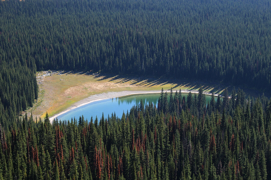 Beware of grizzly bears frequenting Fox Lake!