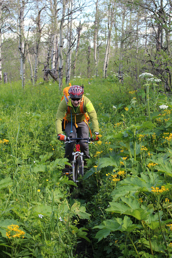 Maybe we should have brought a machete...