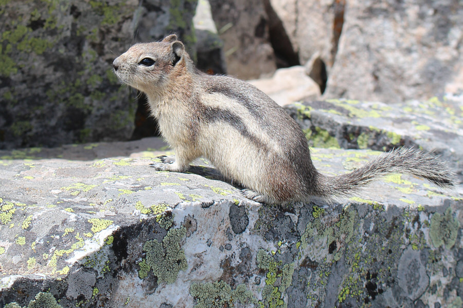 Very cute, but also very annoying!