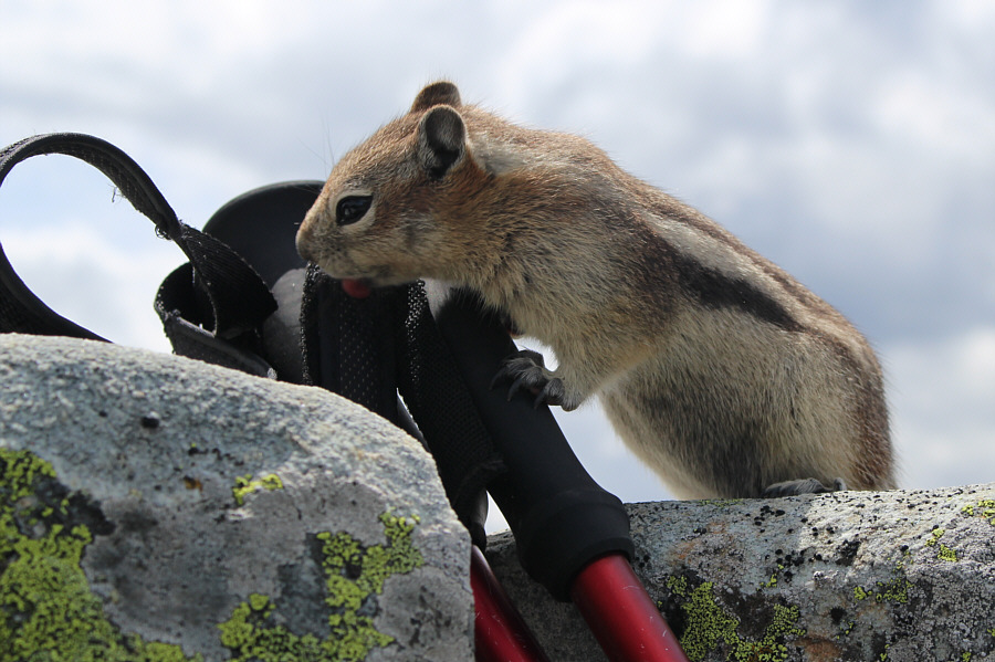 Nothing but tongue, baby!