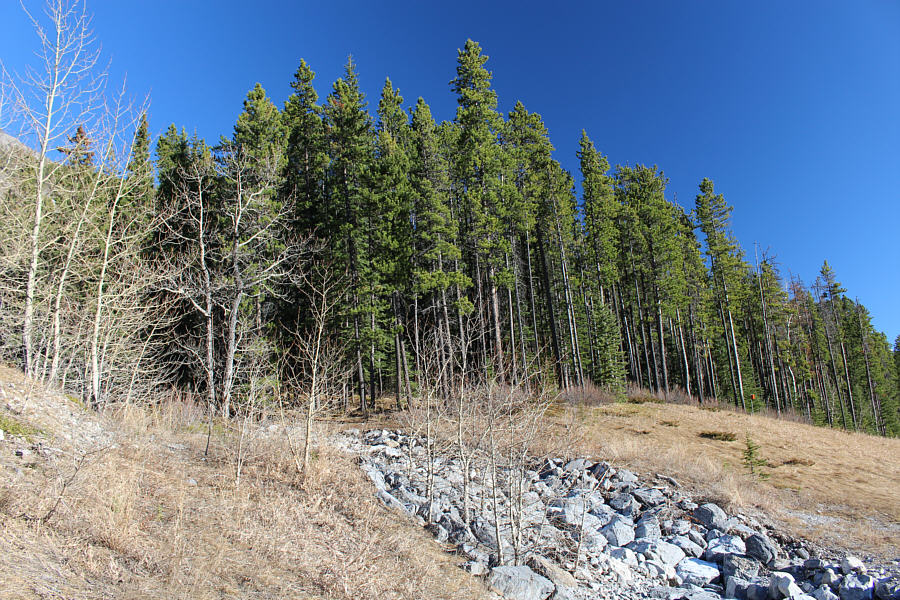 Although I parked at O'Shaughnessy Falls, it's probably better to park at the Baldy Pass trailhead.