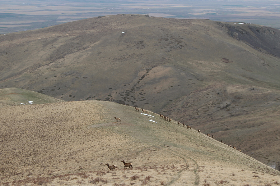There were actually even more elk than pictured here.