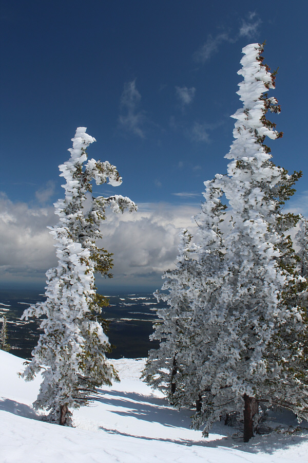 Just need some Christmas lights!