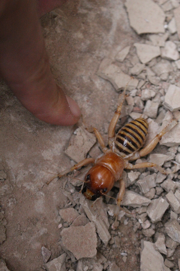 That's one big mother f**cker of a cricket!!