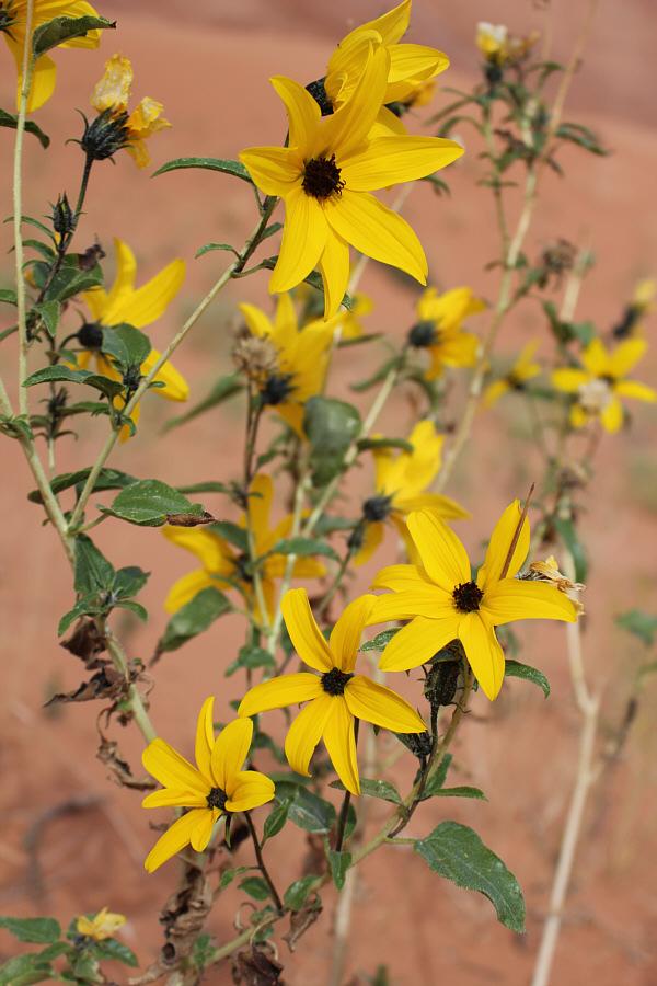 Very cheerful-looking flowers!