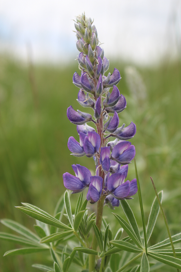 Where's Dennis Moore?