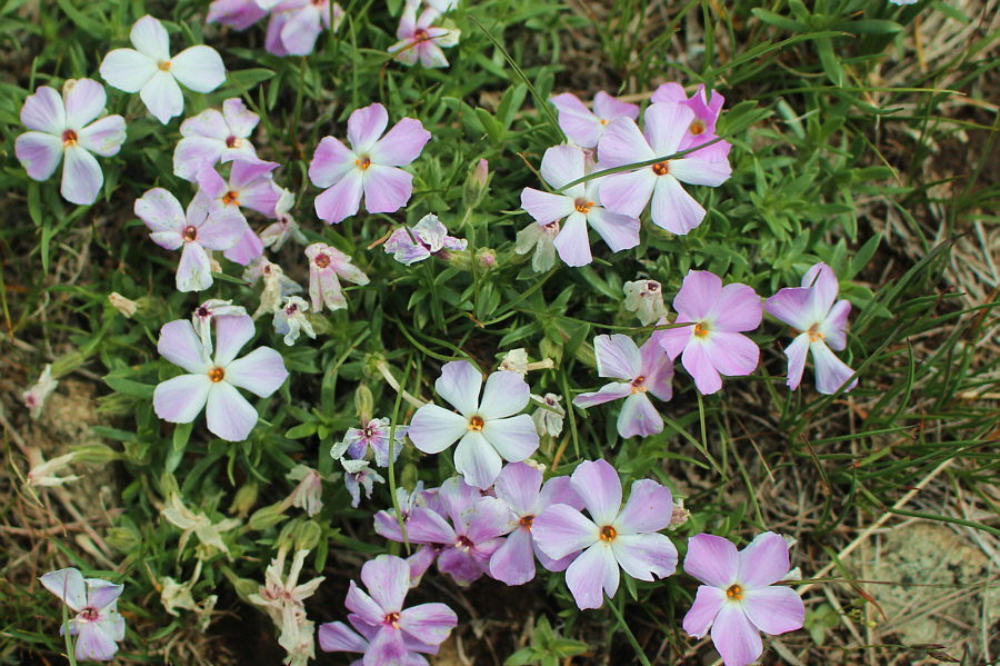 I'm not sure if they're supposed to be white or pink.