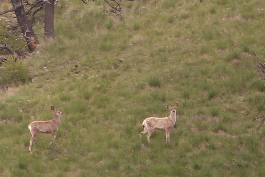 I think I've been spotted!