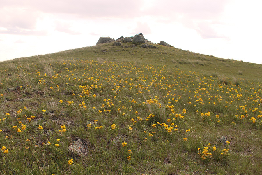 I think the flowers are bird's-foot trefoil.