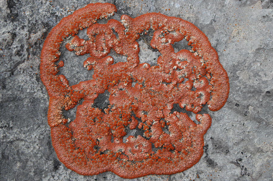 Looks like a squashed tomato slice!