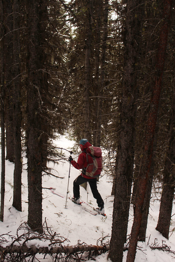 Someone skied here, but this is not a good route to get into Highwood Meadows!