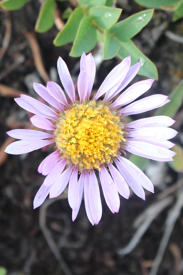I always get these confused with fleabane...