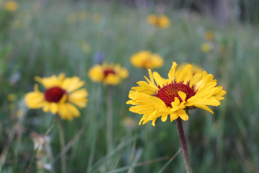 I always get these confused with arnica...