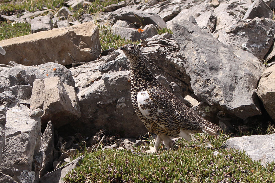Sorry, mommy ptarmigan!