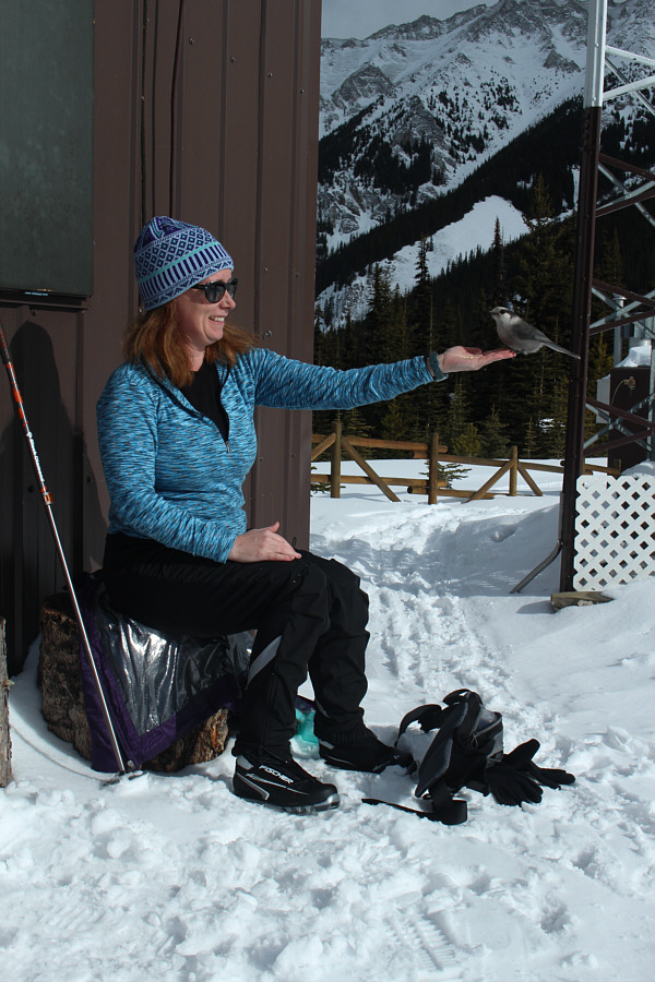 It's been a gray jay kind of day!