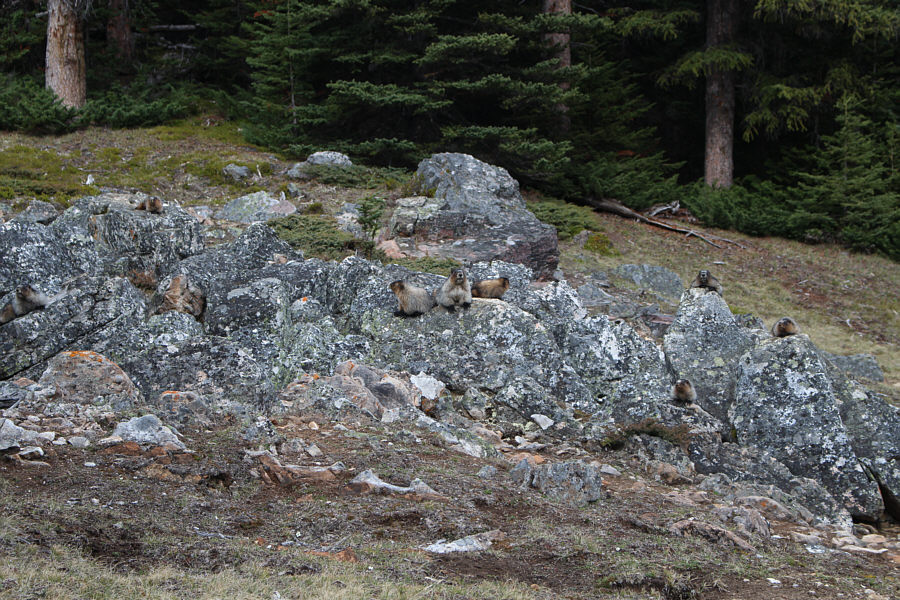 Must be some inbreeding going on here...