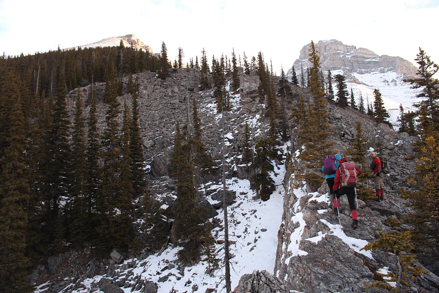 More trees to come...