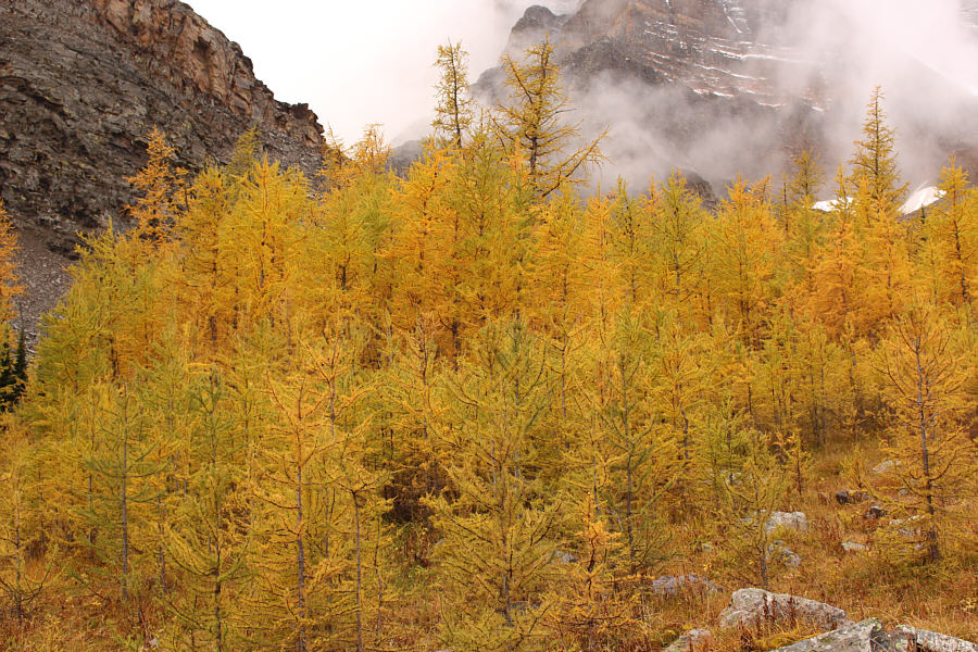 They look brilliant even under a cloudy sky.