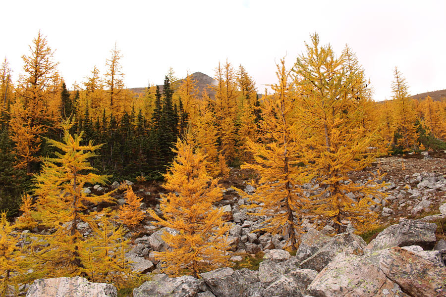 Steer clear of the green spruce trees; they are bushwhacking trouble!