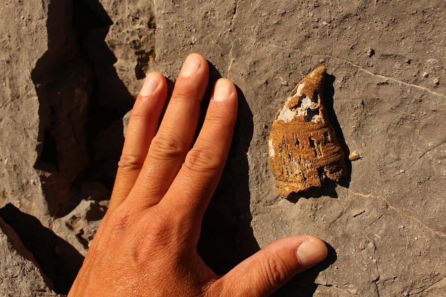 Looks like a dinosaur claw or tooth!