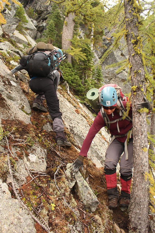 Hang on to those larch trees!