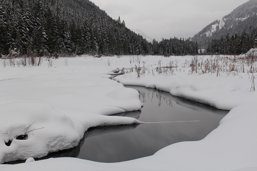 This creek eventually becomes the Salmo River.