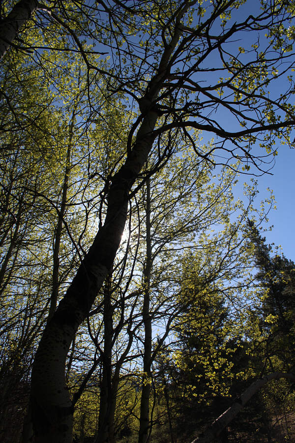 Too early to be artistic?