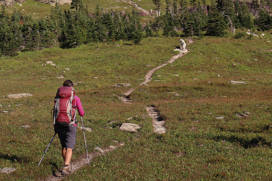 Even the goats here are trained to stay on the trail to prevent erosion!