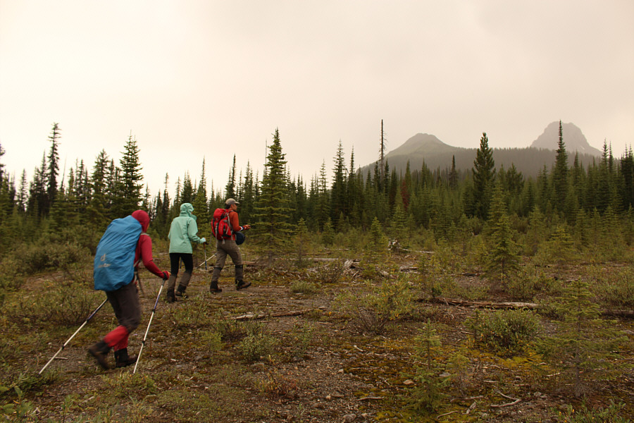 Tons of wild strawberries around here!