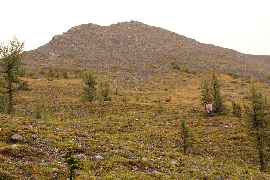 Those larches don't offer much shelter from the rain!