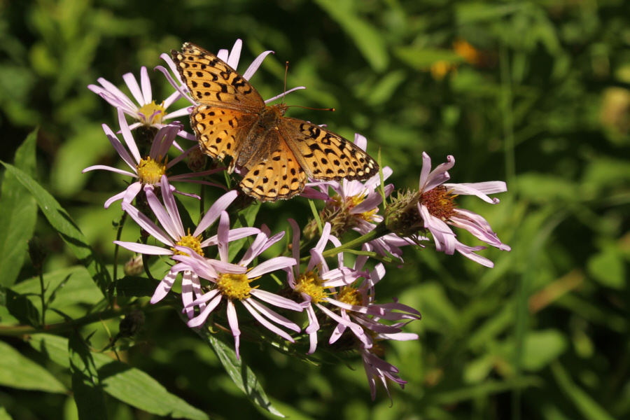 "A butterfly" sounds so boring!