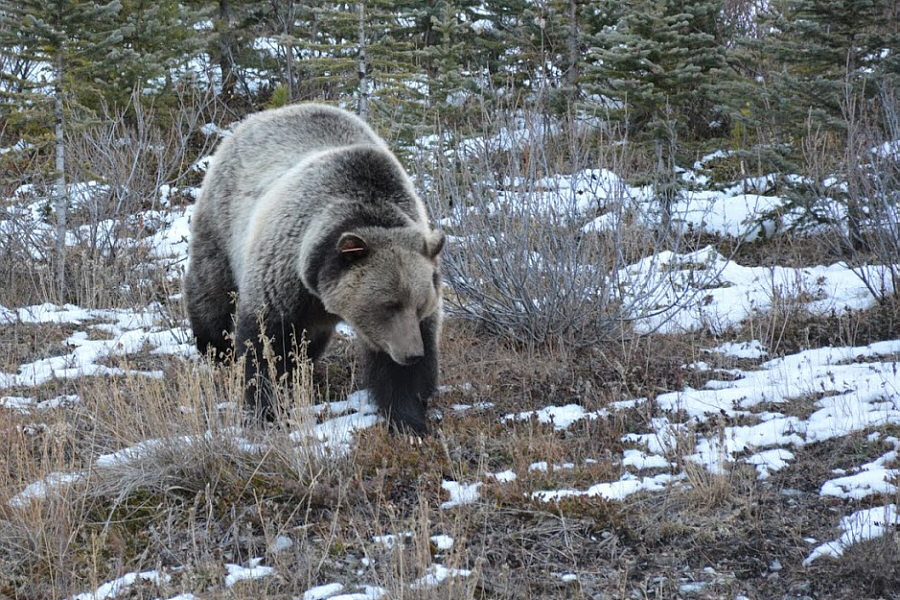 This was one big bruin! Thanks, Ali, for the great photo!