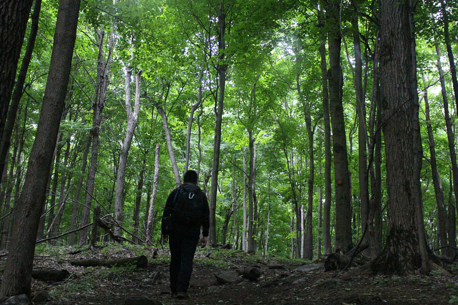 Despite the rain, it is mostly dry under the forest canopy.