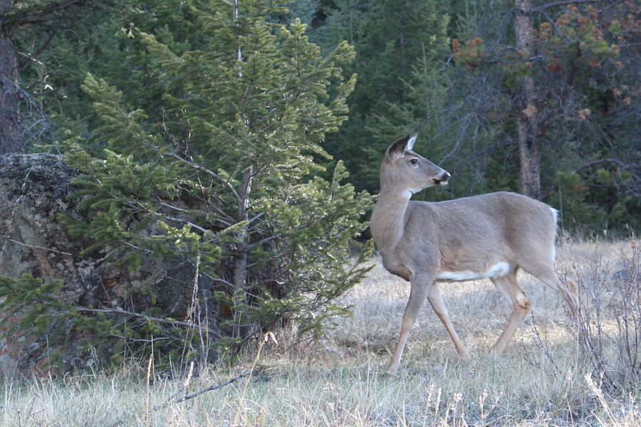 Hey, what about Zosia and me?