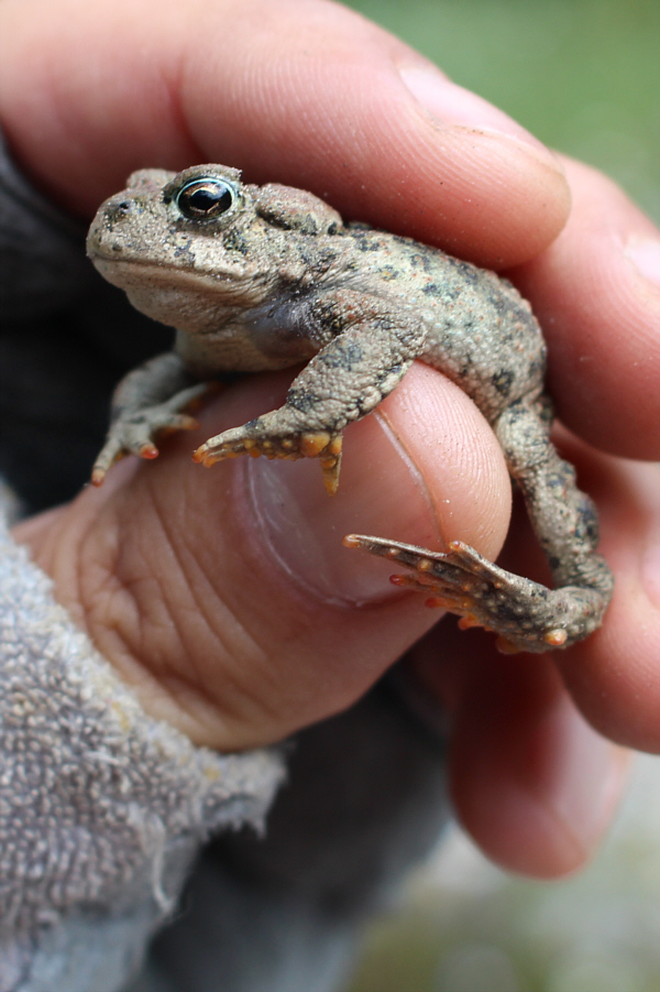 What a cutie! You could easily swallow this one in one gulp!