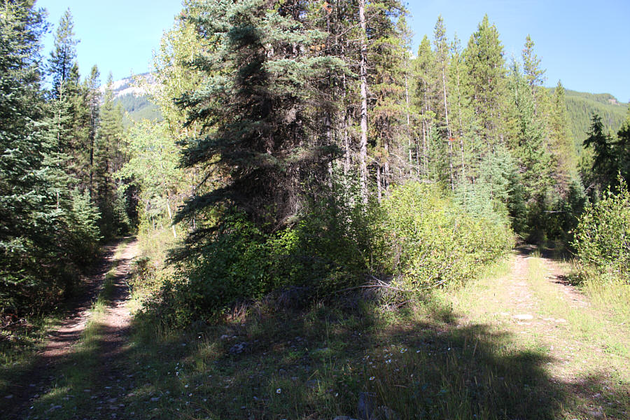 Two roads diverged in a yellow wood...