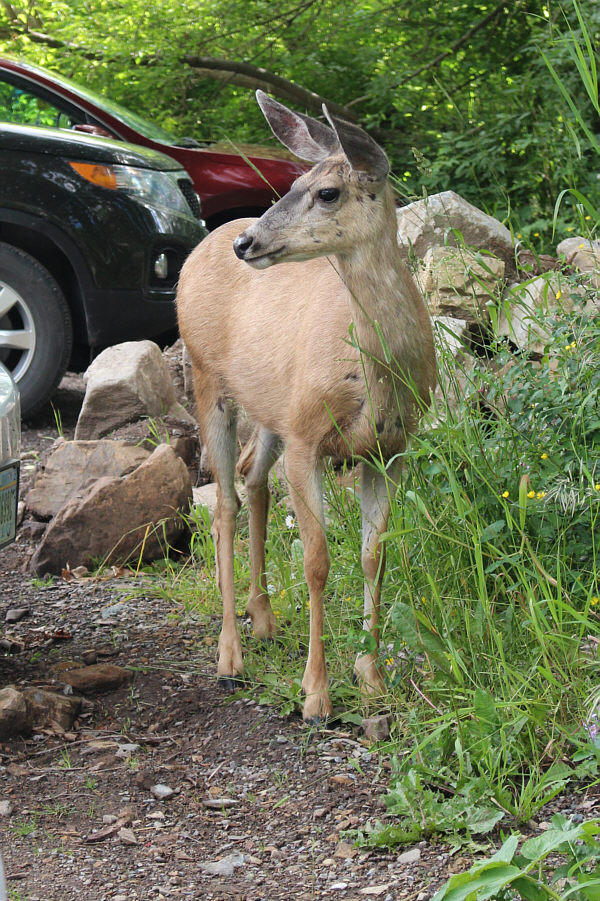 They have also become a bit of a nuisance to the residents.