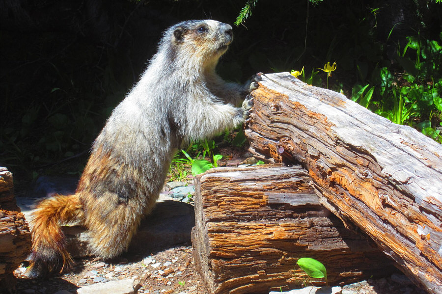 Very persistent bugger!