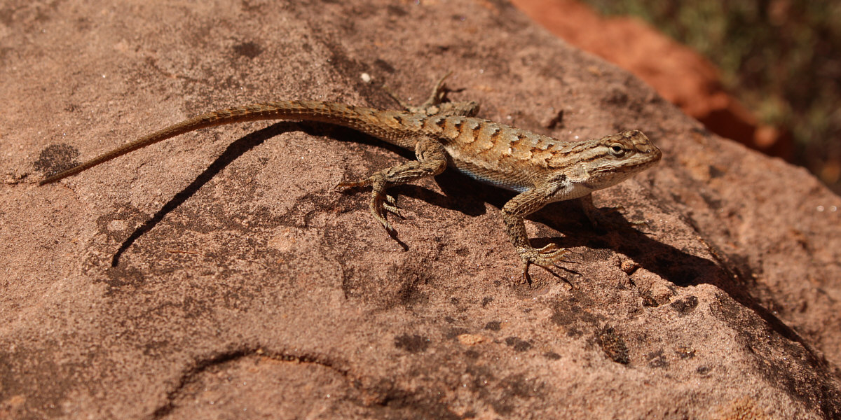 Please don't eat me!