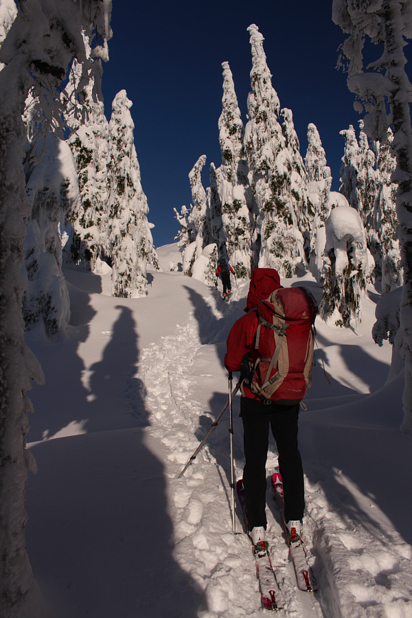 Looks like Old Man Winter sneezed on these trees!