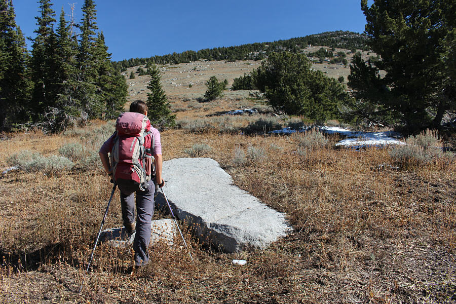 I doubt there are any bears left in these parts.