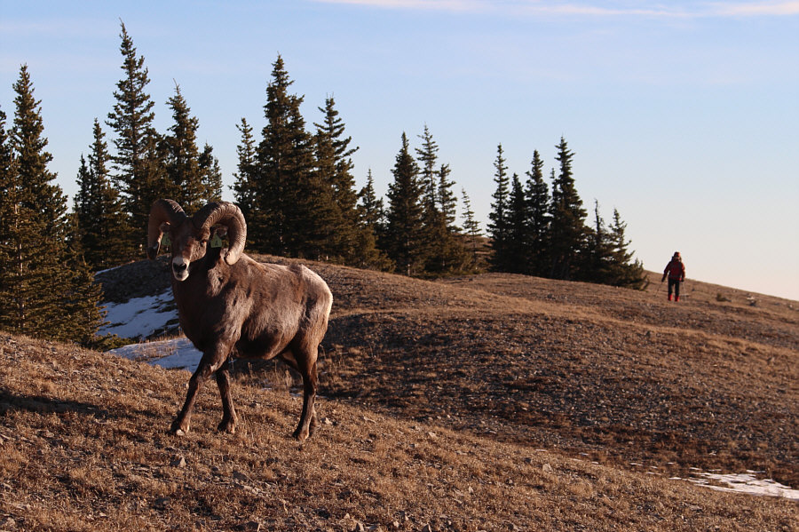 Don't wanna mess with this brute!